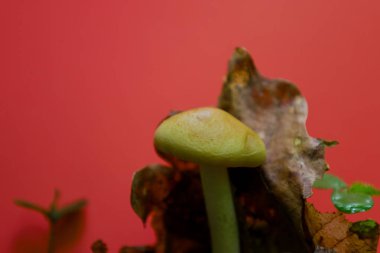 Sonbahar yaprakları arasında canlı kırmızı bir zemin üzerinde büyüyen küçük bir mantar doğanın gerçeküstü bir görüntüsünü yaratıyor. Bu yakın çekim orman formlarının benzersizliğini ve güzelliğini vurguluyor..