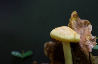 Minyatür bir mantar, kurumuş bir yaprağın yanında koyu bir arka plana karşı duruyor ve sonbahar ormanı atmosferi yaratıyor. Bu yakın çekim doğal formların güzelliğini ve kırılganlığını vurgular..