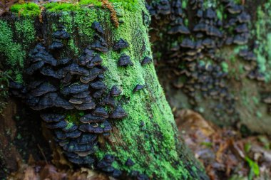 Siyah raf mantarları yeşil yosunlarla kaplı bir kütükte yetişir. Mantarların parlak yeşillikle tezat oluşturduğu bir orman sahnesi..