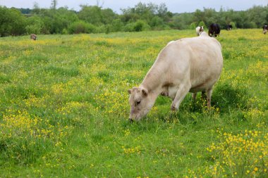 Hafif bir Murray Grey ineği sarı çiçeklerle yeşil bir çayırda otluyor. Hayvan sakince ot yer. Kırsal bir arazi..