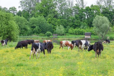 Büyüleyici bir manzara: Bir inek sürüsü sarı çiçekli yemyeşil bir çayırda otluyor. Arka planda, bir orman, bir su kütlesi ve küçük bir ev görülebilir, tipik bir kırsal cennet yaratıyor. Bu, köy hayatının uyumlu bir görüntüsü..