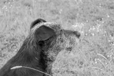 Gri ağızlıklı şirin bir köpeğin siyah beyaz portresi. Profili bulanık çimenlerin üzerinde duruyor, kürkünün dokusunu vurguluyor. Fotoğraf, hayvanın sakinliğini ve düşünceliliğini aktarıyor..