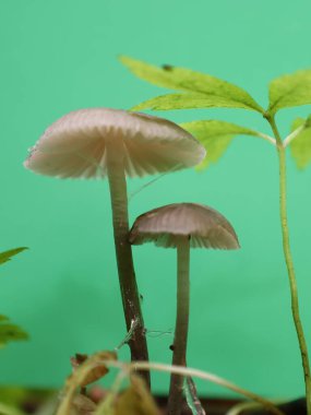 İnce saplı küçük mantarlar ve yeşil yaprakların yanında soluk kapaklar büyür ve minyatür bir doğal manzara yaratır. Narin yapıları mikrodünyanın güzelliğini vurguluyor..