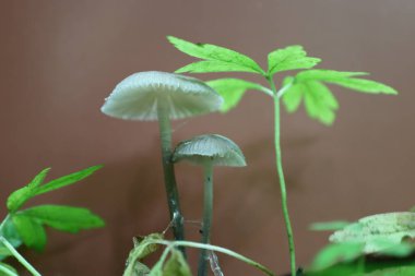 Canlı yeşil bitkilerin yanında şeffaf kapaklı minik, narin mantarlar filizlenerek gerçeküstü bir orman manzarası yaratıyor. İnce gövdeleri ve zarif biçimleri mikrodünyanın doğal güzelliğini vurguluyor..