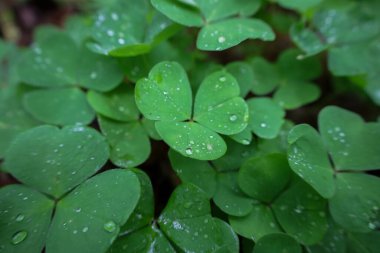 Canlı yeşil yaprakların yüzeyi çiğ damlalarıyla kaplıdır, taze ve hayat verici bir görüntü yaratır. Her damla ışığı yansıtıyor, bitkinin doğal mükemmelliğini ve zarafetini vurguluyor..