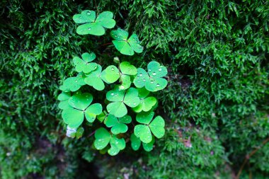 Çiğ ile kaplı yeşil yapraklardan oluşan bir küme zengin yosunlu bir arka plana karşı duruyor ve pitoresk bir orman mikro dünyası yaratıyor. Her su damlası bitkilerin dokusunu ön plana çıkarıyor ve görüntüye taze bir his veriyor..