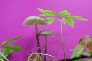 Yakın plan çekimde beyaz başlıklı ve ince saplı iki küçük mantar parlak pembe arka planda yer alır. Yeşil yapraklar ve bitki sapları doğallık ve kontrastlık ekler.