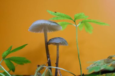 Yakın çekim, yosun ve sayısız fan şeklindeki mantarlarla kaplı ahşap bir yüzey gösteriyor. Mantarların çok renkli bölgeleri vardır. Eşsiz bir desen oluştururlar..