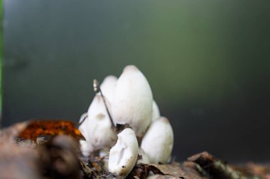 Yakın çekim, orman zemininde büyüyen bir grup beyaz mantarı gösteriyor. Beyaz başlıkları sıkıca sarılmış, organik ve doğal bir görünüm yaratıyor..