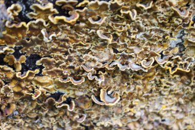 Dalgalı mantar kümesi ağaçta büyüyor. Şapkalarının dalgalı kenarları ile sarımsı-kahverengi renkleri var, desenli ve organik bir görünüm yaratıyorlar..