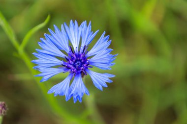 Yakın plan çekimde yeşil arka planda çiçek açan narin mavi bir çiçek görülüyor. İnce yaprakları karanlık bir merkezden yayılıyor, yabani çiçeğin güzelliğini ve benzersizliğini aktarıyor..