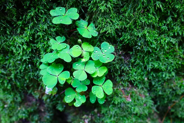 Çiğ ile kaplı yeşil yapraklardan oluşan bir küme zengin yosunlu bir arka plana karşı duruyor ve pitoresk bir orman mikro dünyası yaratıyor. Her su damlası bitkilerin dokusunu ön plana çıkarıyor ve görüntüye taze bir his veriyor..