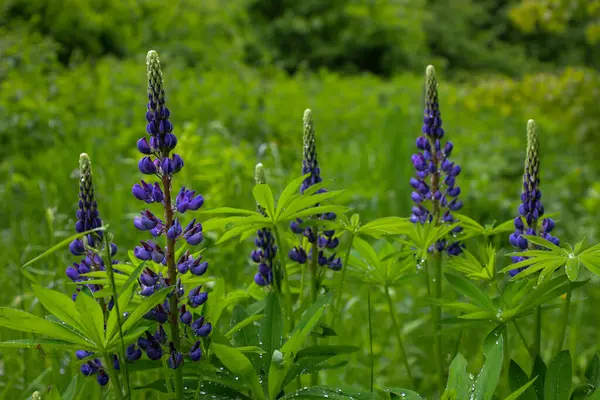 Yakın çekim, mantar ya da yumurtaya benzeyen küçük sarı şekillerle kaplı ahşap bir yüzeyi gösteriyor. Tahtaya sıkıca yapışıp ilginç bir doku oluşturuyorlar..