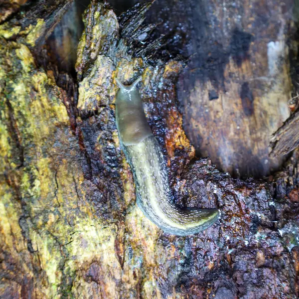 Yakın çekim, ağaç kabuğunda sürünen bir sümüklüböceği gösteriyor. Sümüklü böceğin bedeni koyu çizgili küllü gri ve ağaç kabuğu yosun ve nem ile kaplıdır..