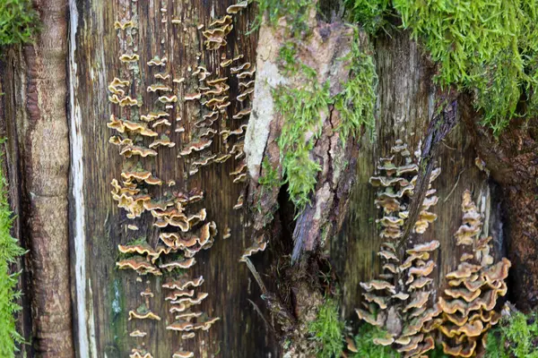 Yakın çekim, ağaç kabuğunun yosun ve sayısız steryum komplikasyon mantarıyla kaplı olduğunu gösteriyor. Mantarların dalgalı kenarları vardır ve yoğun gruplar halinde düzenlenerek dokulu ve organik bir görünüm oluştururlar..