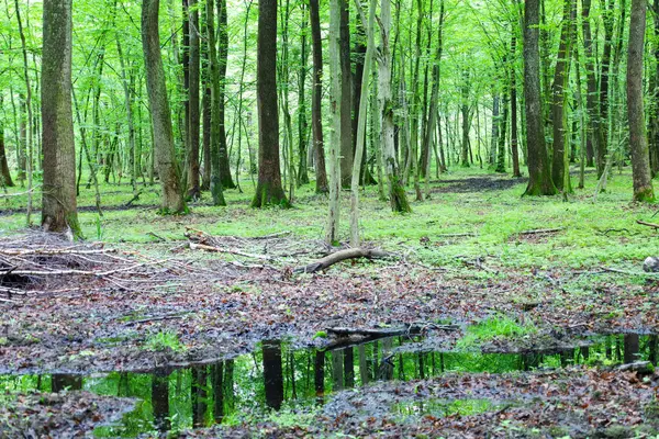 Yeşil yapraklı nemli bir orman ve ağaçları yansıtan küçük bir su birikintisi. Zemin, yapraklar ve dallarla kaplı. Doğal ve biraz da vahşi bir manzara yaratıyor..