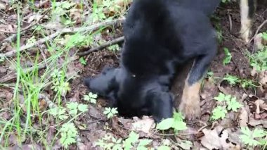 Kara bir köpek ormanda kemirgen avlamak için enerjik bir şekilde avlanır, av aramak için toprağı kazar. İçgüdüleri ve konsantrasyonu büyüleyici ve dinamik bir doğal avlanma anı yaratır. Bu hayvan kendini görevine adadığını gösteriyor..