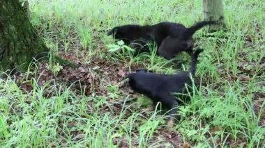İki siyah köpek ormanda enerjik bir şekilde avlanır, otları keşfeder ve kemirgenleri ararlar. İçgüdüleri yiyecek arayışını yönlendirir, büyüleyici ve dinamik doğal avlanma sahneleri yaratır..