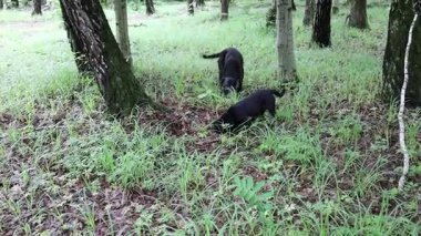 İki siyah köpek huş ağacında enerjik bir şekilde avlanır, otları keşfeder ve kemirgenleri ararlar. İçgüdüleri yiyecek arayışını sürdürüyor, beyaz sandıklar arasında büyüleyici ve dinamik avlanma sahneleri yaratıyor..