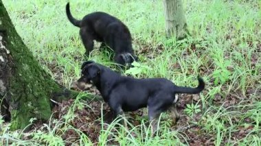 İki siyah köpek aktif olarak ormanda bir şey arıyorlar, otları kokluyorlar. İçgüdüleri ve konsantrasyonları büyüleyici ve dinamik bir doğa keşfi anı yaratır..
