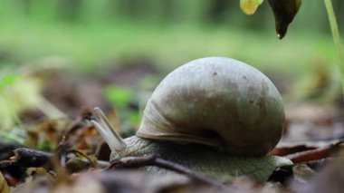 Kabuğu olan yavaş bir salyangoz ormandaki yaprakların arasından yavaşça ilerler. Bu küçük yaratık sakin bir atmosfer yaratıyor, sabır ve sükunet gösteriyor..