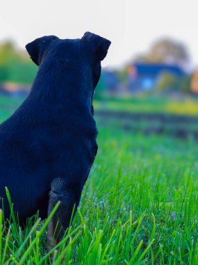 Pürüzsüz, siyah bir köpek arkası seyirciye dönük olarak oturur, yeşil bir alana bakar ve ufukta bulanık binalar görür. Bu görüntü gözlem, beklenti ve bağlılığı simgeler..