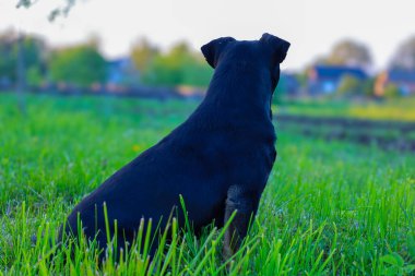 Siyah bir köpek yeşil çimlerde oturur, bulanık bir manzarayı gözlemler. İzleyiciye dönük olarak, etrafındaki dünyaya odaklanıyor. Hayvanın doğada huzur ve yalnızlığını yansıtan sakin bir sahne..