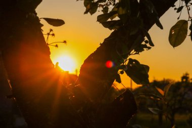 Güneşin son ışınları ağaç yapraklarını delip geçer ve akşam ışığından oluşan rahat bir atmosfer yaratır. Bu, doğanın temaları, sükuneti ve günün zamanı için ideal bir görüntüdür..