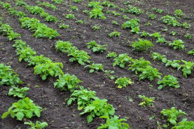 Tarladaki bir dizi genç patates bitkisi bile tarımı, ekin yetiştirmeyi ve çiftçilerin çabalarını sembolize ediyor. Bu, tarım, ekoloji ve gıda güvenliği temaları için ideal bir imajdır..