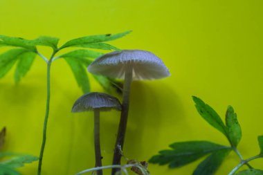 İki zarif mantar ve canlı yeşil bitkiler parlak sarı bir zemin karşısında narin duruyor ve eşsiz bir doğal zıtlık yaratıyorlar. Solgun şapkaları ve ince sapları öne çıkıyor..