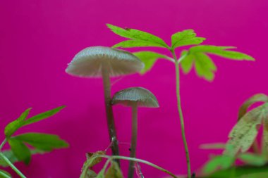 İki küçük mantar ve canlı yeşil bitkiler canlı pembe bir zemin karşısında zarif bir şekilde durarak eşsiz bir doğal kontrastı oluştururlar. Soluk kepleri ve ince sapları göze çarpıyor. Orman hayatının hassas bir görüntüsü..