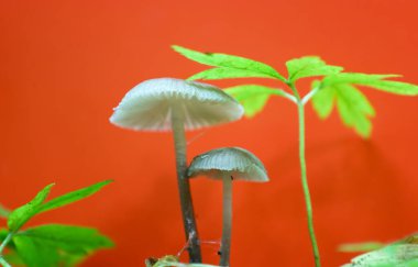 İki narin mantar canlı turuncu arka planda yeşil bitkilerin yanında zarif bir şekilde duruyor. Solgun başlıkları ve ince gövdeleri çarpıcı bir kontrast oluşturuyor..