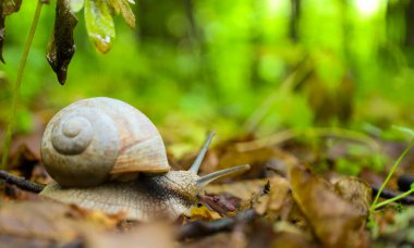 Orman salyangozu düşen yaprakların üzerinde yavaşça sürünerek doğal evini keşfeder. Sarmal kabuğu bulanık yeşil orman arka planına karşı duruyor. Vahşi yaşamın huzurlu bir anı.