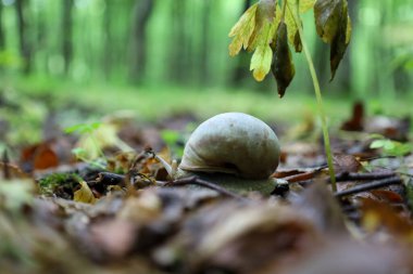 Belirli bir salyangoz ailesi nemli orman zemininde yavaşça ilerlerken parlak bir iz bırakıyor. Bu makro çekim, her küçük detayın önemli olduğu mikro evrenin gizemlerini gözler önüne seriyor..