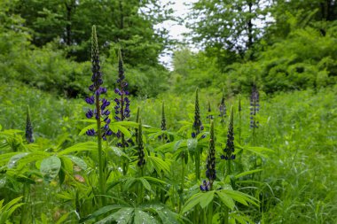 Bir orman bitkisinin yumuşak, mor bir cilvesi, yeşil yaprakların arasında yavaşça bir küme olarak ortaya çıkar. Bu çekim vahşi doğanın narin güzelliğini vurgular. Benzersiz biçimleri ve renklerini düşünmeye teşvik eder..