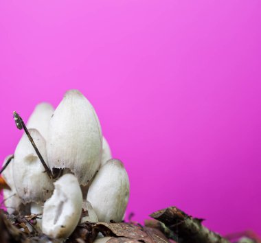 Bu mantarlar orman zemininden büyüyerek düşen yapraklar ve dallar arasında samimi bir grup oluştururlar. Şekilleri ve dokuları bu doğal minyatür dünyaya gizem katıyor..