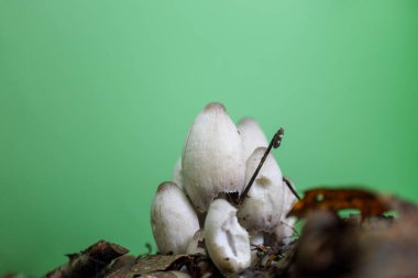 Orman zemininden çıkan bir grup açık renkli mantar bulanık, parlak yeşil bir yüzeye karşı duruyor. Zarif şekilleri ve renkleri sakin, doğal bir zıtlık yaratır. Düşüncelere daldırır..