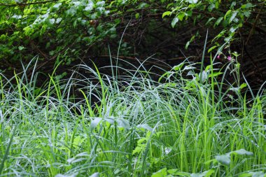 Yumuşak yeşil çimenler orman zeminini yoğun bir şekilde kaplayarak yumuşak bir halı oluşturuyor. İnsanı, her yaprağın ve gövdenin ormanın yumuşak ışığı altında canlandığı doğal sükunete davet eder..