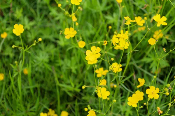 Sarı çiçekler, küçük güneşleri andıran, yemyeşil çimlerin arasında parlak bir parıltı. Bu detaylı makro çekim yabani çiçeklerin hassasiyetini ve basitliğini yakalar. Tazelik ve yaz havası yaratır..