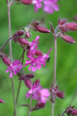 Yumuşak yeşil arka planda narin mor çiçekler açar ve dinamik ve zarif bir yakın plan oluşturur. Bu görüntü, canlı renkleri vurgulayarak, çiçek açan doğanın tazeliğini ve güzelliğini mükemmel bir şekilde yakalar..
