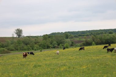 Çiçeklerle benekli uçsuz bucaksız yeşil çayır geniş bir gökyüzünün altında özgürce dolaşan sayısız ineğin otlağıdır. Bu sakin manzara kırsal güzelliği ve doğal dünyanın ahengini yansıtıyor..