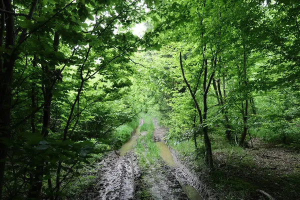 Ormanın derinliklerine uzanan geniş bir patika, yemyeşil ağaçlar ve sık otlarla çevrili, keşifleri davet eder. Bu doğal manzara, vahşi doğanın sükunetini ve el değmemiş güzelliğini mükemmel bir şekilde yansıtıyor..