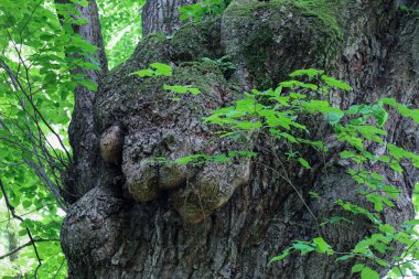 Yaşlı bir ağacın gövdesi, yosun ve tuhaf büyümelerle kaplı. Çevredeki dünyayı izleyen canlı bir yüz izlenimi yaratıyor..