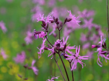 Parlak pembe çiçekler bulanık yeşil bir arkaplanda göze çarpar ve baharın narin ve davetkar bir görüntüsünü yaratır. Her yaprak eşsiz bir şekil ortaya çıkarır ve bileşime dinamizm katar..