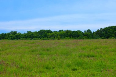 Uçsuz bucaksız yeşil bir alan, açık mavi gökyüzünün altında yoğun bir orman şeridi tarafından kucaklandığı ufka kadar uzanıyor. Bu manzara doğanın sükunetini ve ihtişamını sembolize ediyor, uzayın tefekkürünü ve zevkini davet ediyor..