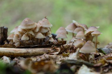 İnce saplı birkaç küçük mantar ve orman zemininden süzülen soluk başlıklar. Bu sahne sonbahar ve doğa temaları için mükemmel bir şekilde uygun olan orman yaşamının gizemini ve doğal kırılganlığını aktarıyor..