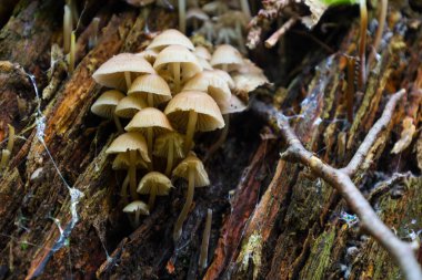 Rutubetli zemin üzerinde büyüyen küçük mantarların yakın çekimi veya eski ahşap bir orman gizemi ve kırılganlığı atmosferi yaratır. Doğanın bu küçük evreni onun gizli güzelliğini ortaya çıkarıyor..