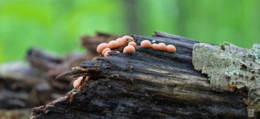 Eski bir ağaç gövdesindeki zarif pembe parazit mantarlar veya baloncuklar eşsiz bir doku ve renk oluşturur. Doğanın bu küçük evreni, gizli güzellikleri ve şaşırtıcı yaşam formlarını ortaya çıkarıyor..