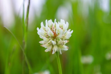 Yeşil bir çayırda açan yoğun beyaz yonca halısı büyüleyici ve narin bir yaz manzarası yaratır. Arıları çeken bu küçük çiçekler doğal uyumu ve tazeliği simgeler..