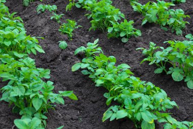 Hatta parlak yeşil yaprakları olan, koyu ve nemli topraklardan filizlenen genç patates bitkileri bile. Bu tarım arazisi bereketi sembolize ediyor ve zengin bir hasat vaat ediyor. Çiftçilik ve organik yetiştirmeyle ilgili konuları tasvir etmek için ideal.